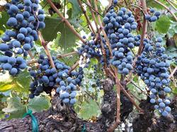 Howell Mountain Cab clusters